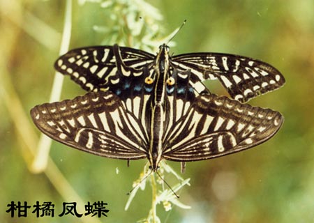 Main identifying characteristics of citrus swallowtail butterfly (fruit tree pest)