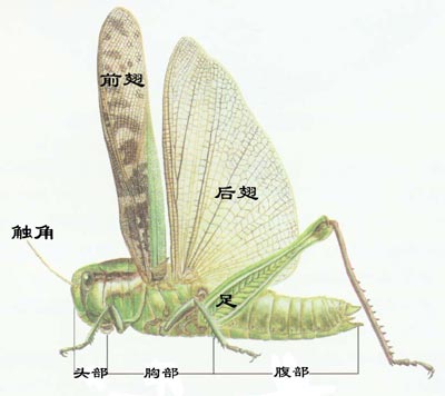 Characteristics of insects (are spiders insects?)