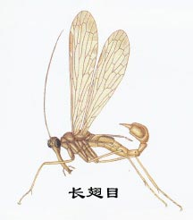 Insects: Mecoptera (Mecoptera)