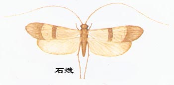 Insects Trichoptera (caddisflies)