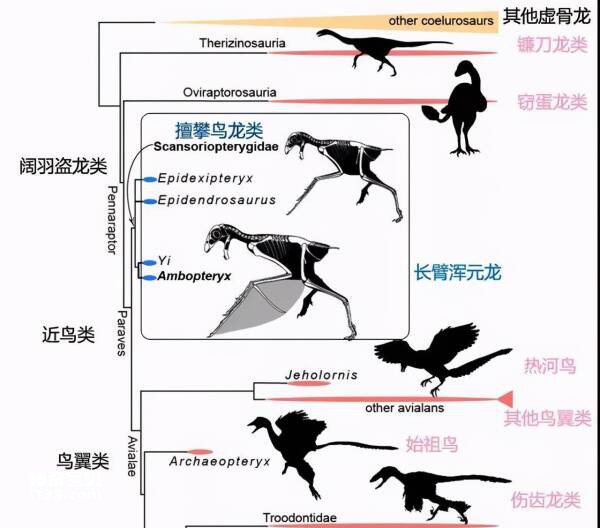 The evolution of birds and the origin of feathers