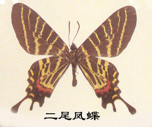 The main identification characteristics of the two-tailed swallowtail butterfly (Chinese famous butt
