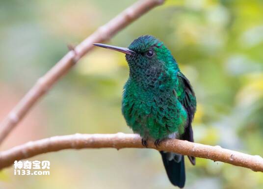 Western Emerald