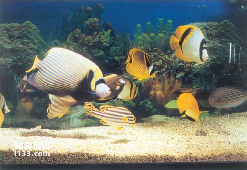 Secondary forms of defense in fish