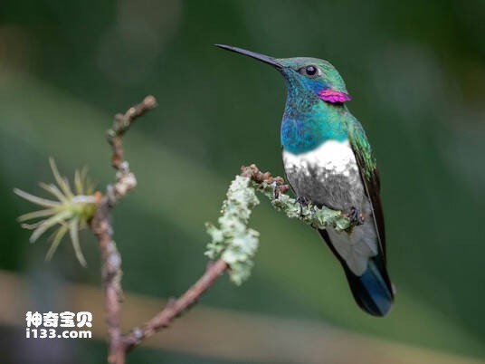 Colibri serrirostris