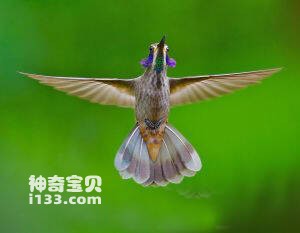 Colibri delphinae