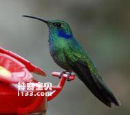 Colibri thalassinus