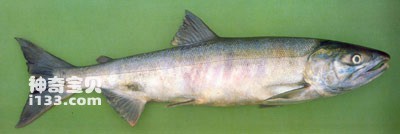 The living habits and nutritional value of salmon (a mile in the river is as long as a mile in the s