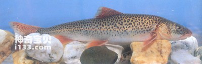 Habits and medicinal value of the thick-lipped fish (Northwestern Plateau fish)