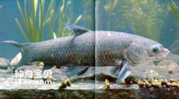 The living habits and nutritional value of black carp (the third of the four unique domestic fish in