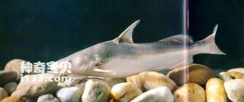 Habits and economic value of longnose catfish (top grade freshwater fish)