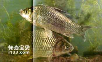 The living habits and nutritional value of crucian carp (the fish with the strongest vitality)