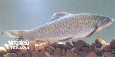 The living habits and regional distribution of the Chinese carp in the basin (Hainan Island herring)