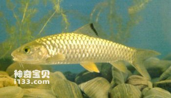 Habits and medicinal value of blue stick fish, Barbel glabra
