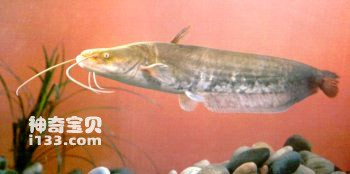 Catfish habits and medicinal value (spring catfish is the fattest)