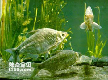 The living habits and nutritional value of Tuantou bream (Nanyou Mowang Wuchang fish)