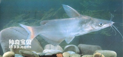 Life habits and morphological characteristics of long-rumped catfish (Pearl River bone fish)