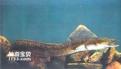 Life habits and morphological characteristics of the eel eel