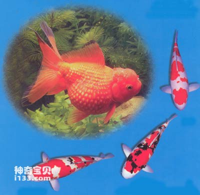 China is the earliest country in the world to raise fish (Chinese ornamental fish)
