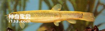 Aestivation habits of loach