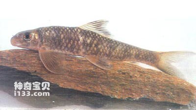 Life habits and morphological characteristics of red-eye angle fish