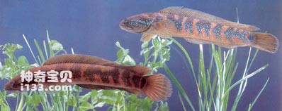 The living habits of the Black Prince Moon Snakehead