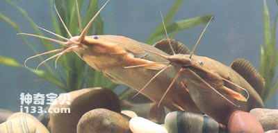Life habits and nutritional value of Toad Catfish and Leather Catfish