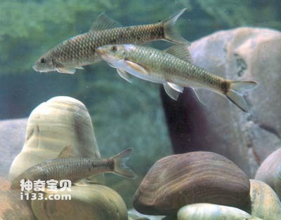 The living habits and nutritional value of Shankeng fish