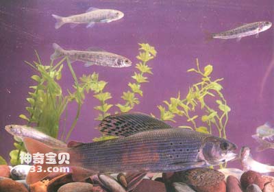 Life habits and morphological characteristics of Heilongjiang grayling (cold water rare fish)