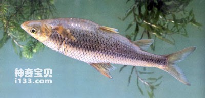 Life habits and nutritional value of Yunnan light-lip fish