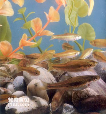 Living habits and morphological characteristics of the rare minnow Jinbainiang