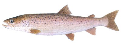 The living habits and morphological characteristics of Zheluo fish
