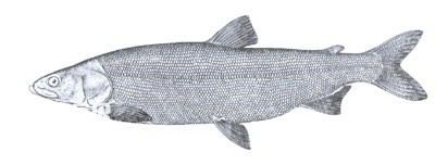 Living habits and morphological characteristics of northern salmon (Xinjiang whitefish)