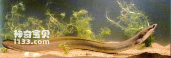 The life history of eels