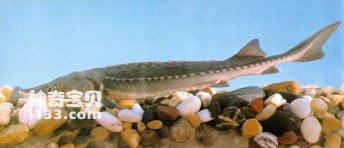 The living habits and nutritional value of Chinese sturgeon (a treasure among fishes)