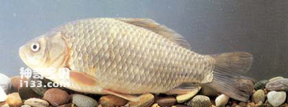 How does silver crucian carp pass on its family lineage from generation to generation?