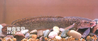 The living habits and nutritional value of mountain catfish and burbot