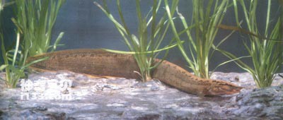 The living habits and nutritional value of Big Stone Cone Loach