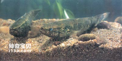 Living habits and nutritional value of bamboo shell mullet and pointed-headed pond snakehead
