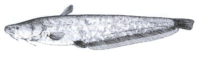 Living habits and morphological characteristics of Kunming catfish (Dianchi catfish)