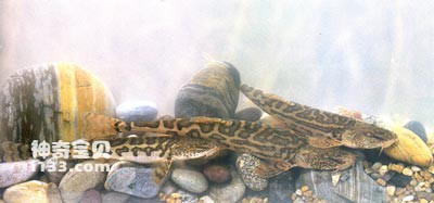 Life habits and morphological characteristics of the plateau catfish (Plateau catfish)