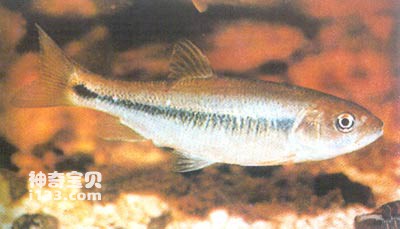 Life habits and morphological characteristics of Taiwanese horsefish