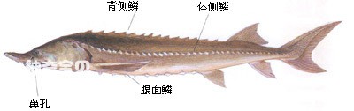 The living habits and nutritional value of catfish (comparable to bear paws)