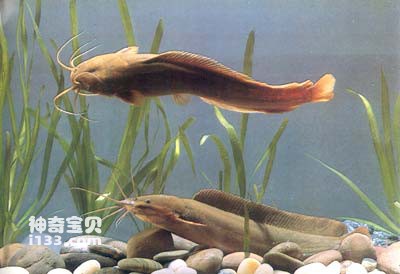 Living habits and nutritional value of catfish