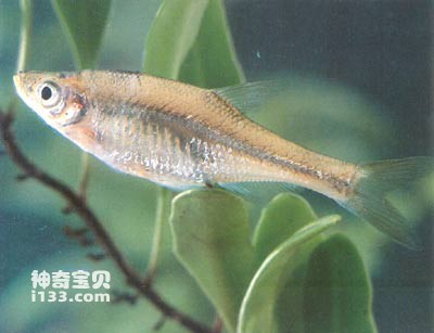 Life habits and morphological characteristics of the Taiwanese bream, Taiwanese bream