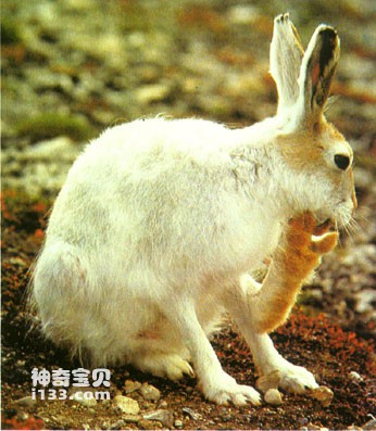 Characteristics and living habits of Arctic hares