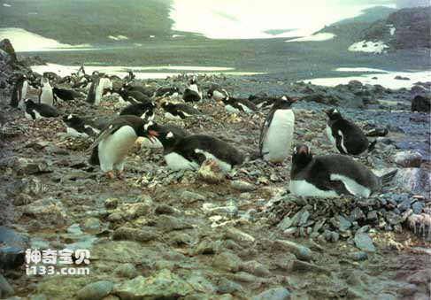 The current status and origin of Antarctic penguins