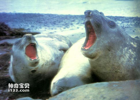 Seals’ living habits and nutritional value