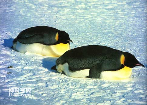 A complete collection of penguin living habits