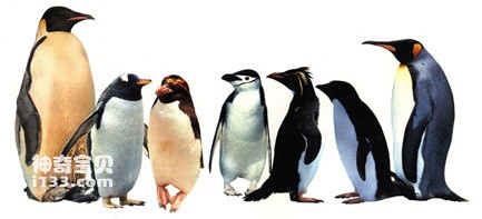 Antarctic penguin species distribution and characteristics